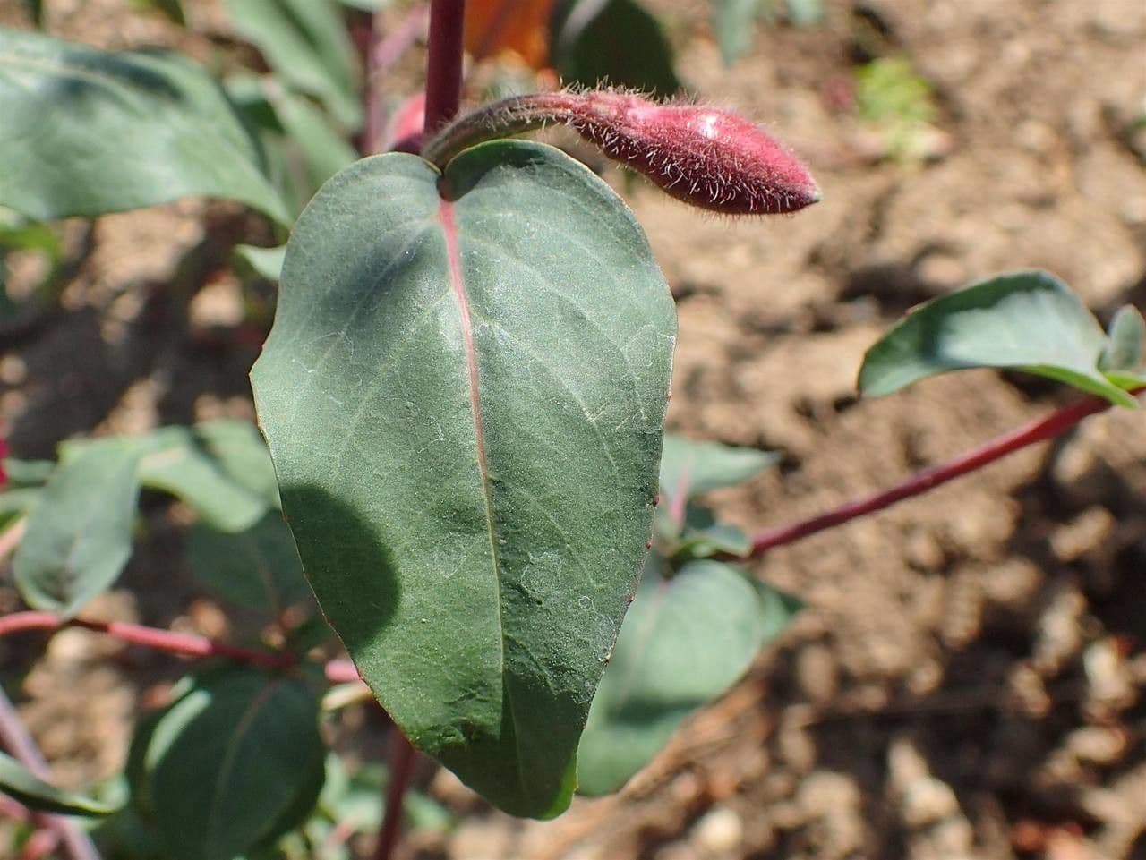 Clarkia amoena 14