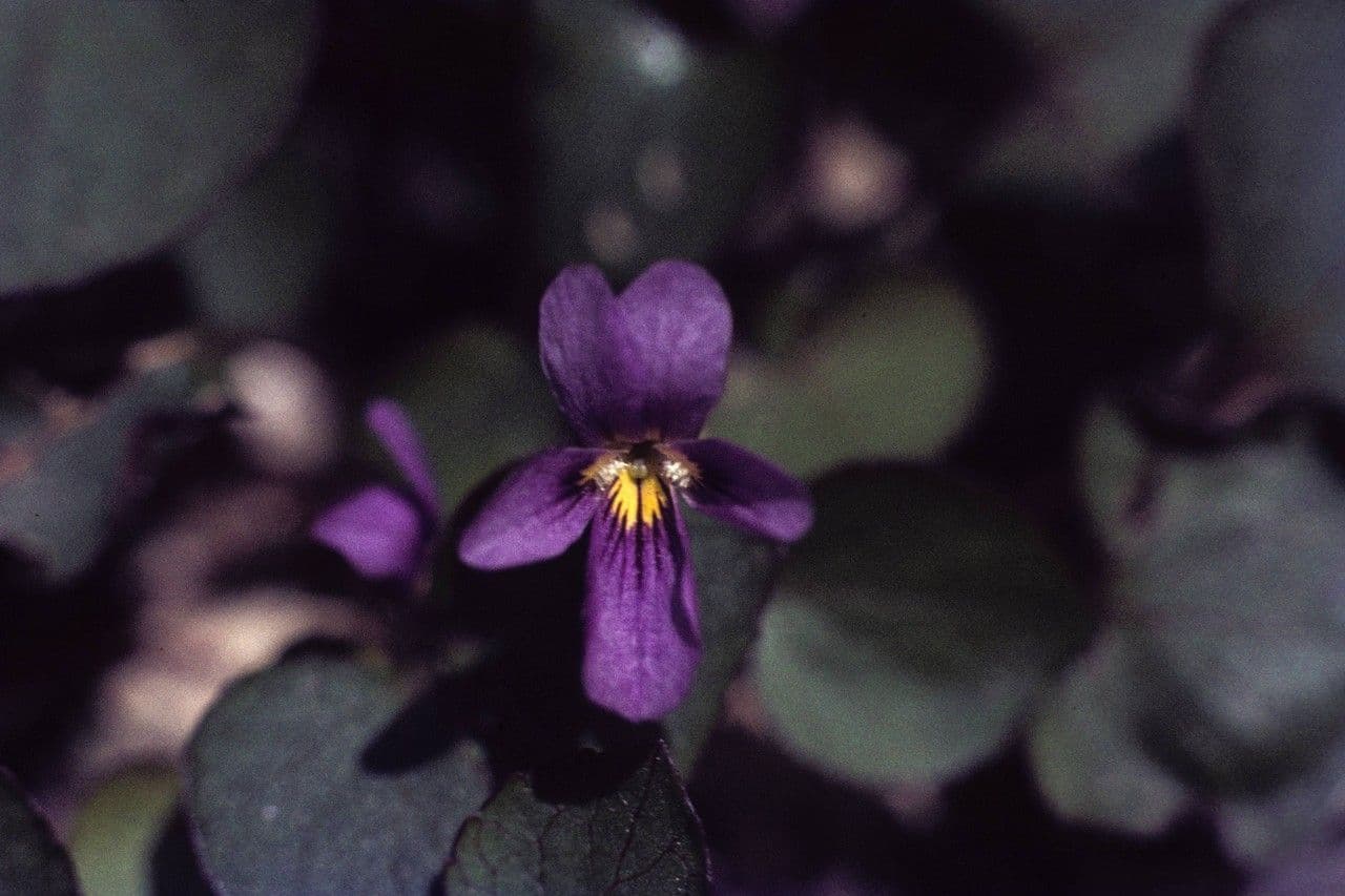 Rock violet