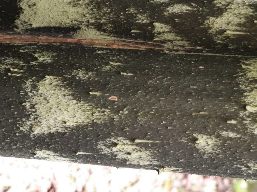 Dracontium 18