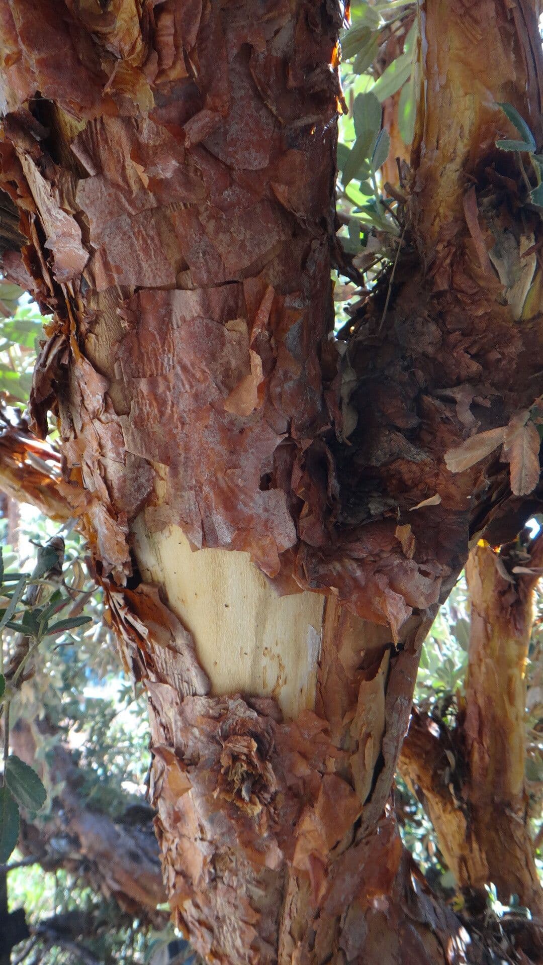 Polylepis 11