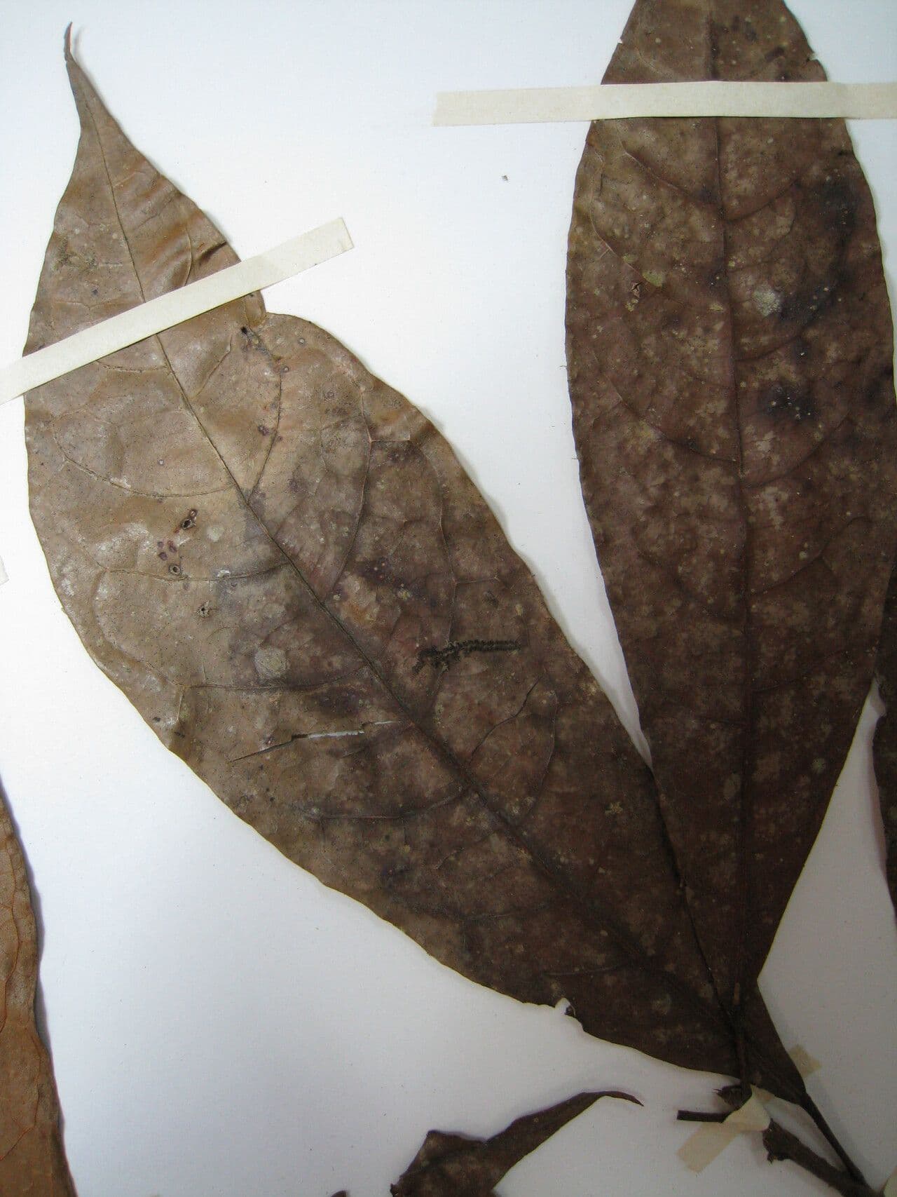 Carpotroche 3