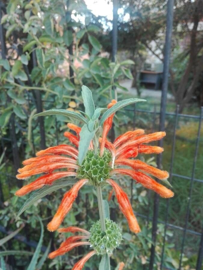 Orecchio di leone 6