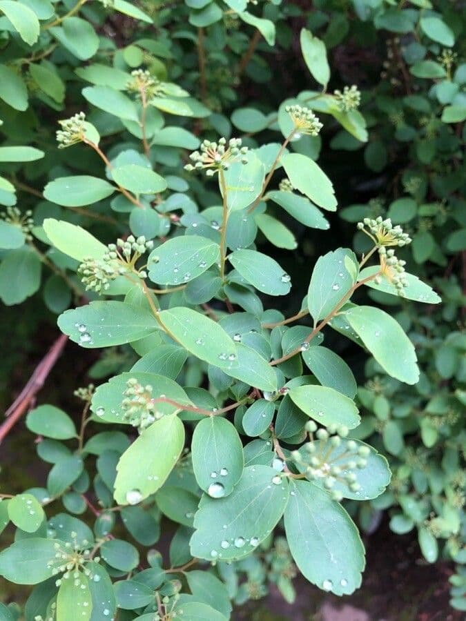 Spirea trilobata 16