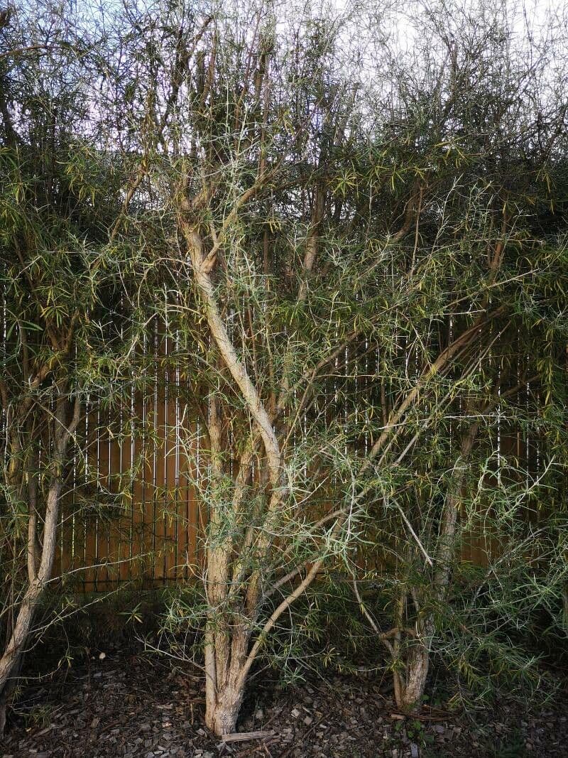 Olearia 2