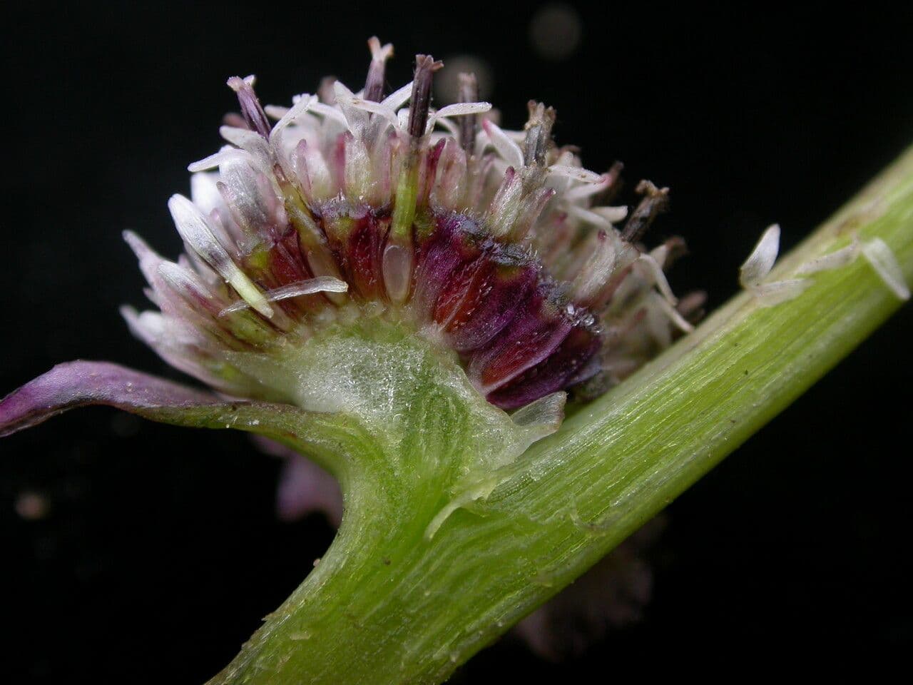 Caesulia 3