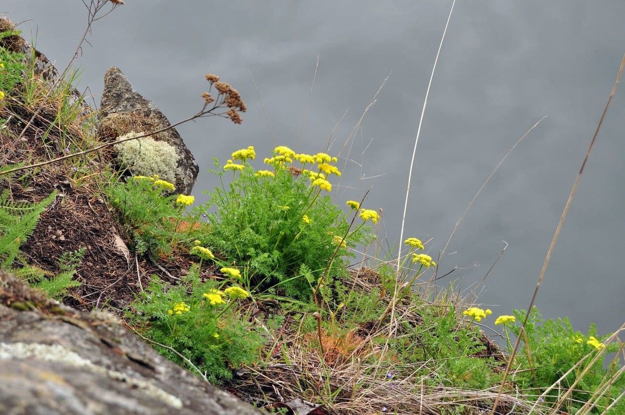 Lomatium 12