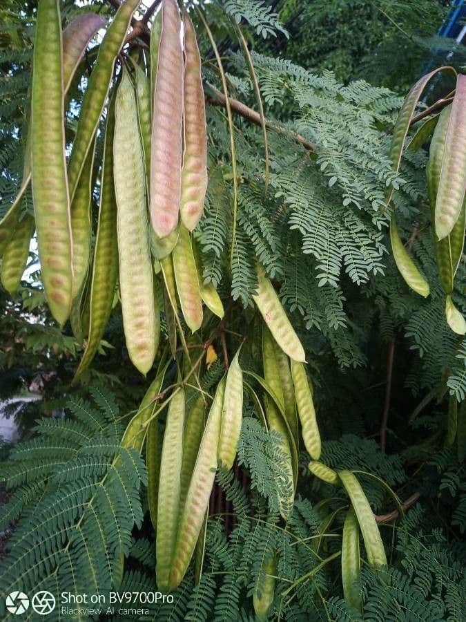 Leucaena 3