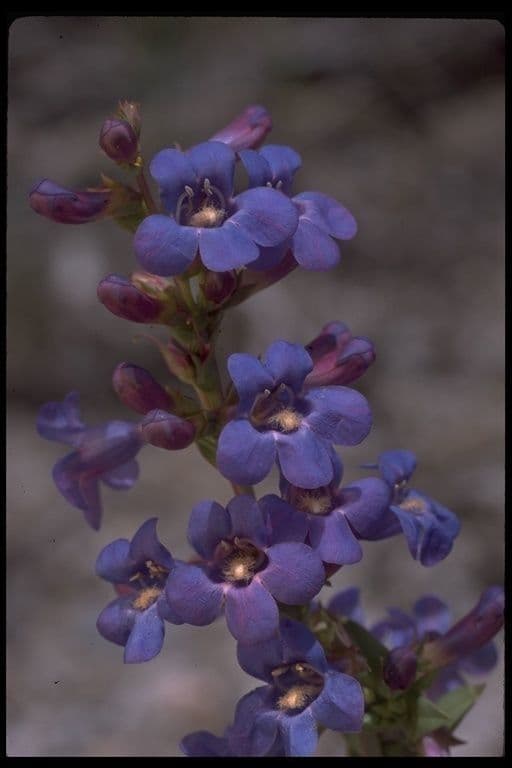 Penstemon