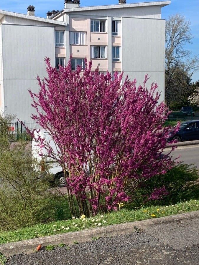 Kokon 15