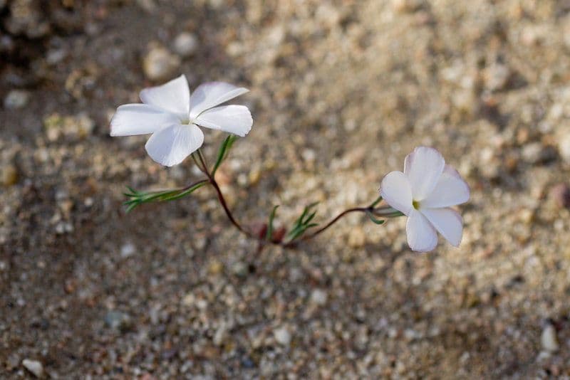 Linanthus 6