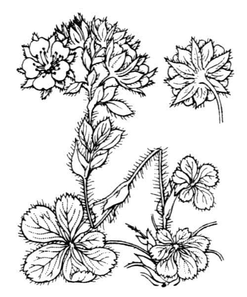 Schneehügel Fingerkraut 19