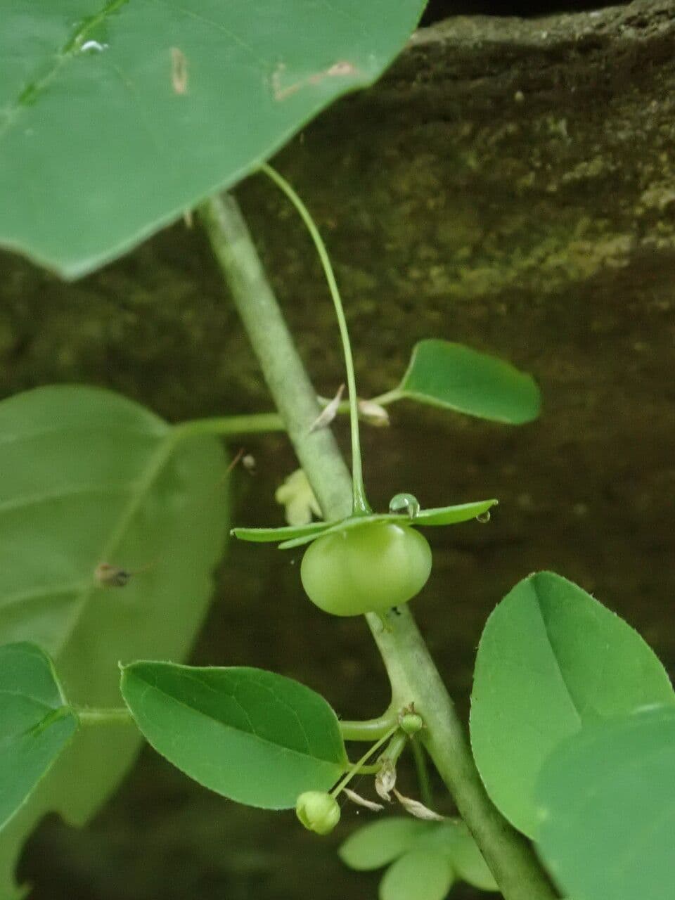 Leptopus 4