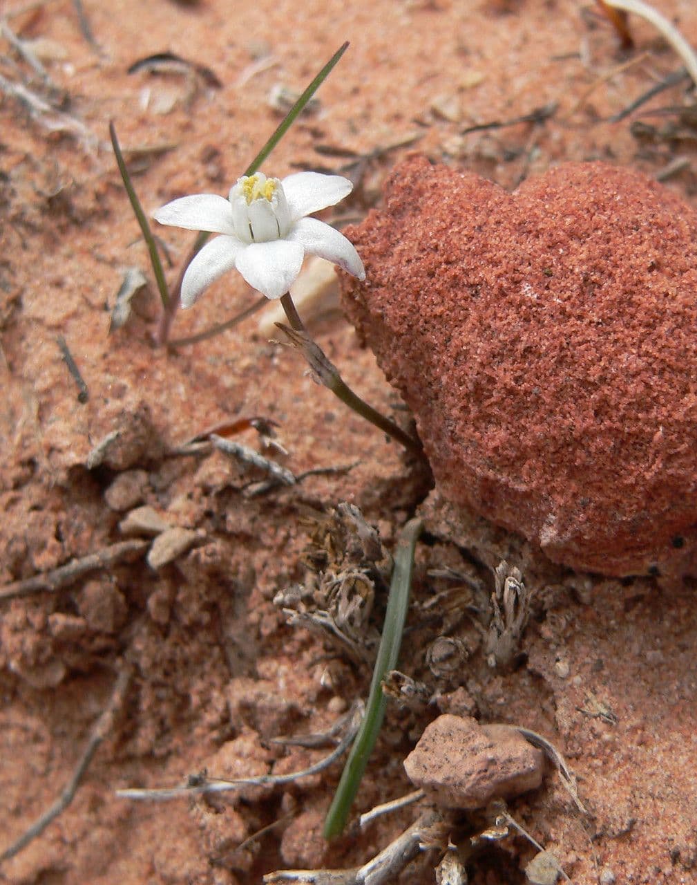 Muilla coronata