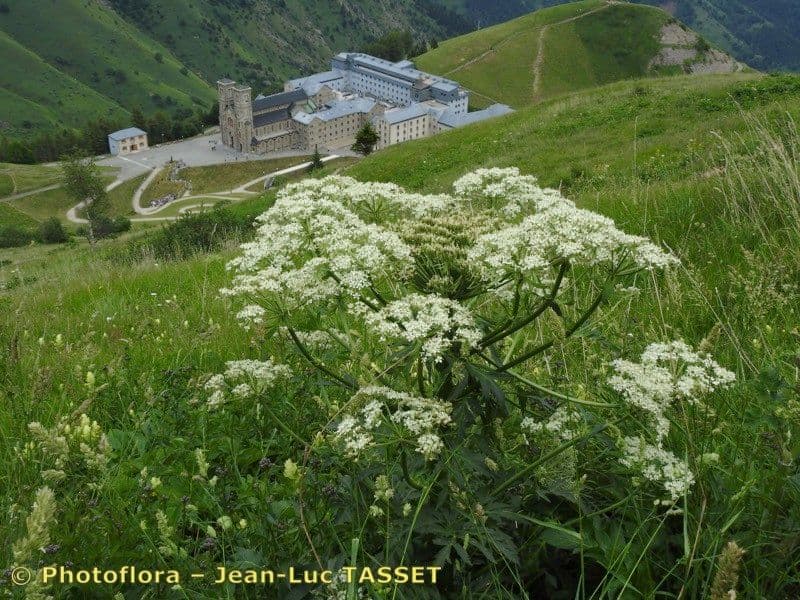 Pleurospermum austriaco 29