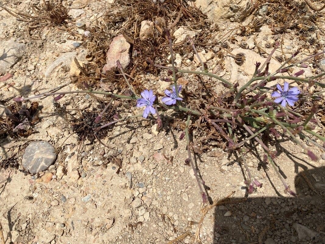 Cicoria spinosa 12