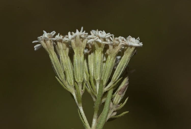 Stevia 2