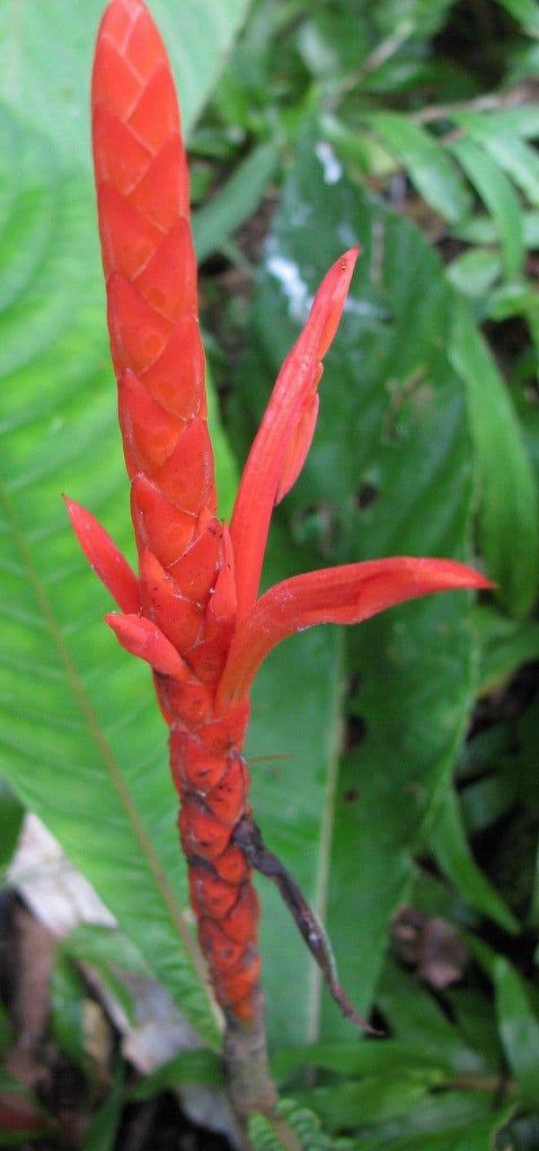 Aphelandra 2