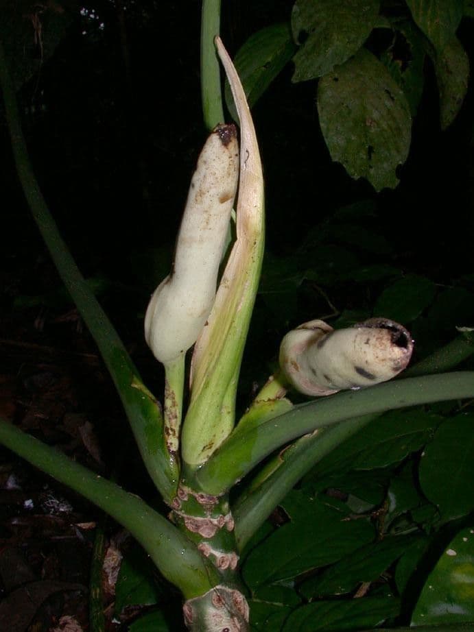 Philodendron 4