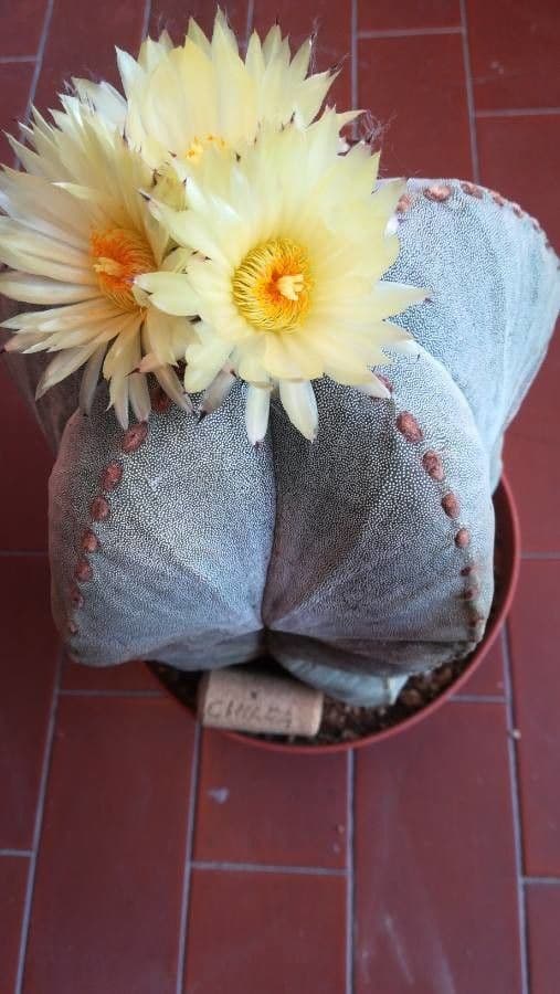 Astrophytum 6