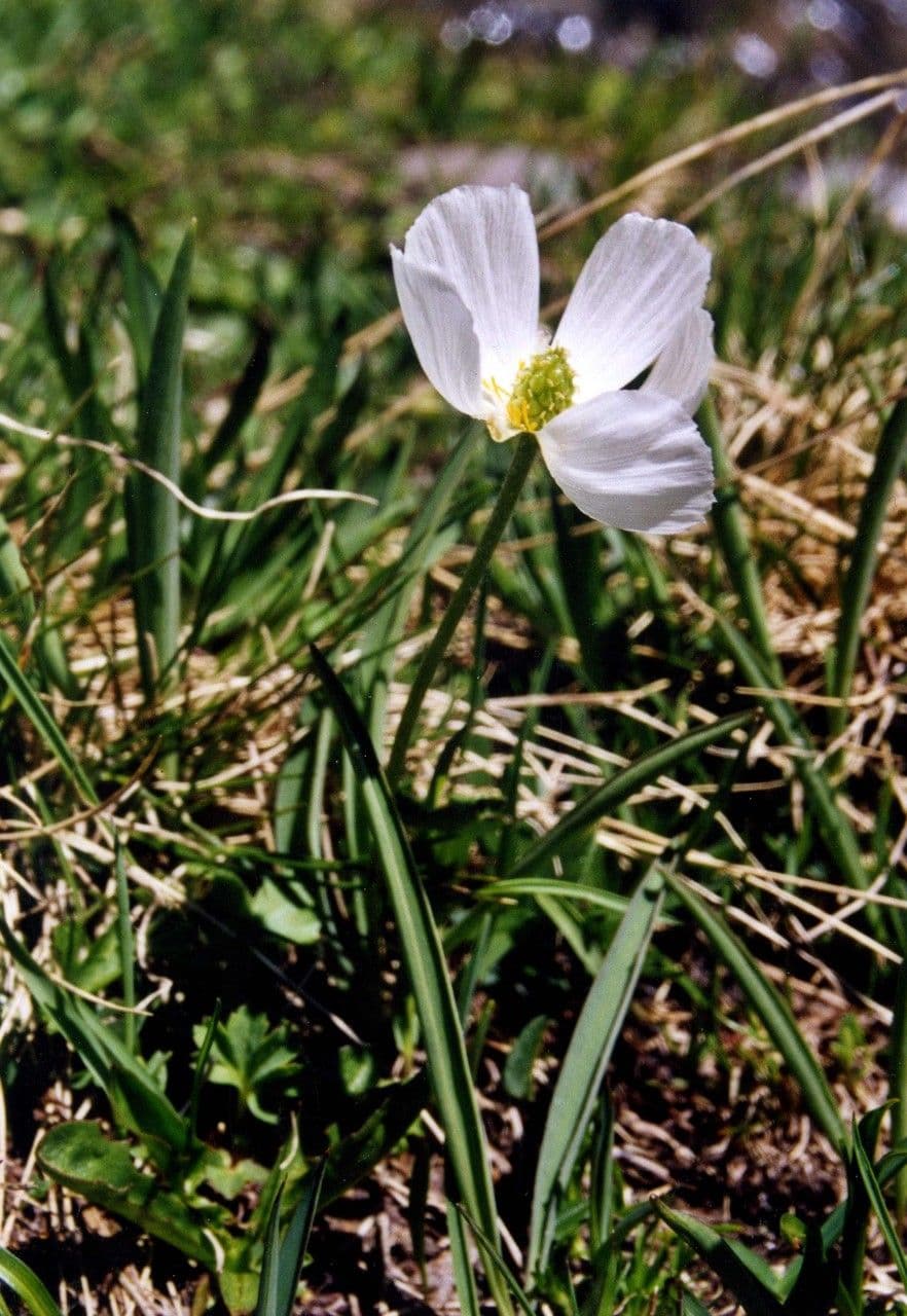Jaskier Küpfera 15
