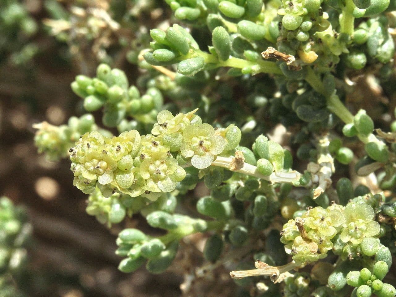 Nucularia 2