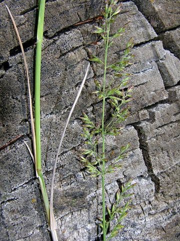 Fienarola compressa 24