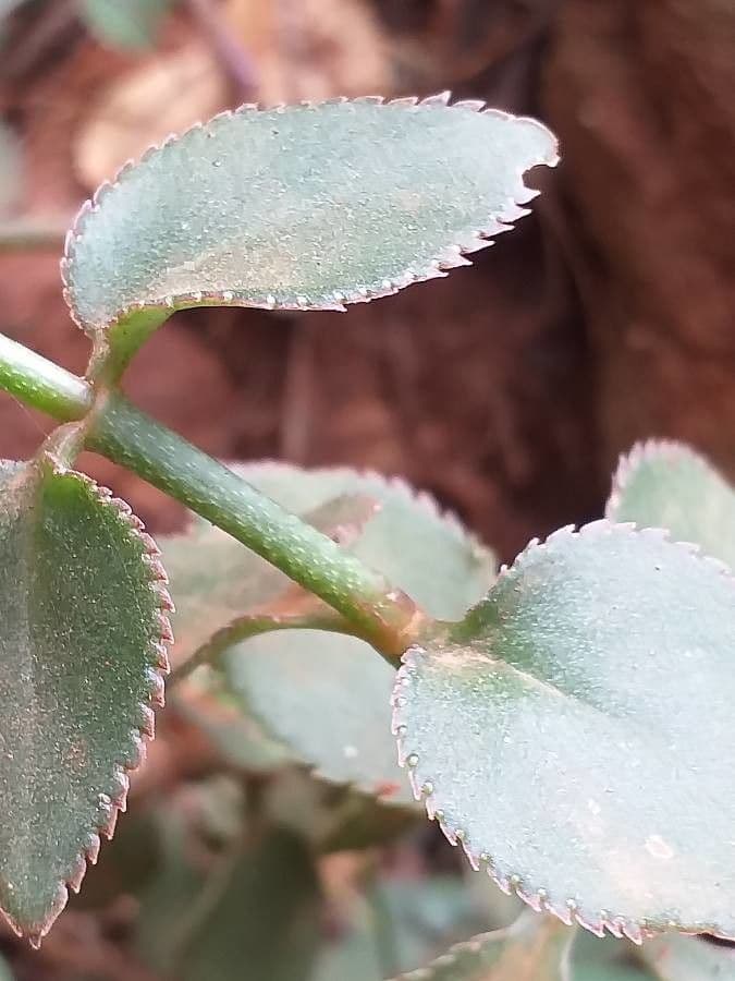 Kalanchoe 6