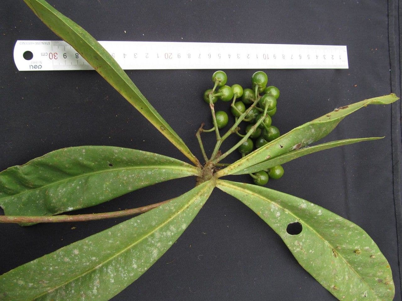 Hymenandra 11