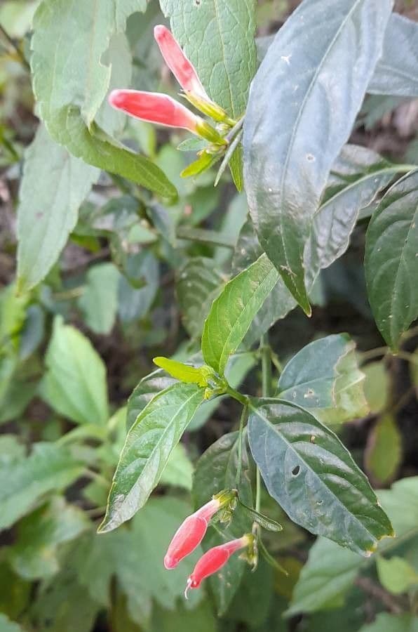 Ruellia angustiflora 12