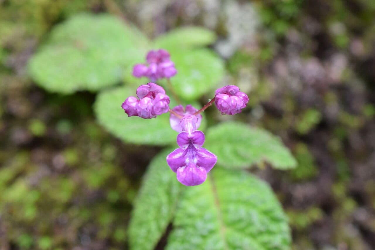 Didymocarpus oblungo 6