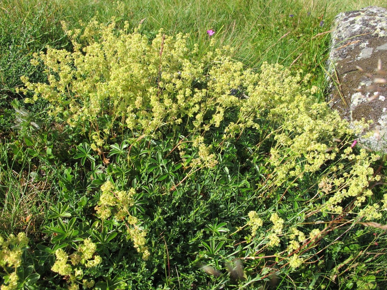 Alchemilla transiens 10