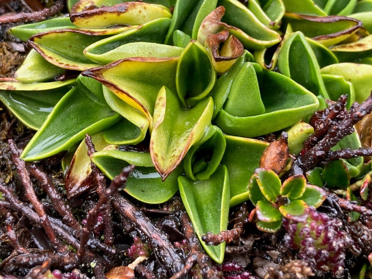 Myrosmodes 4