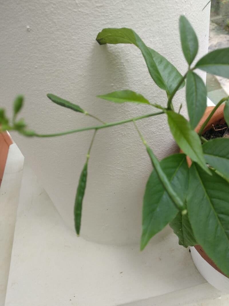 Fiore ragno spinoso
