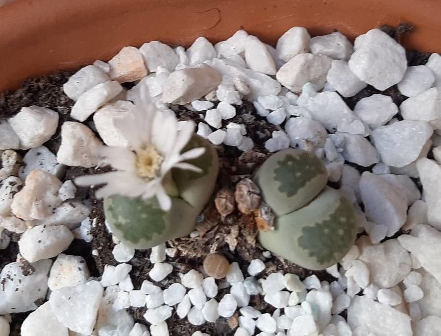 Lithops 2