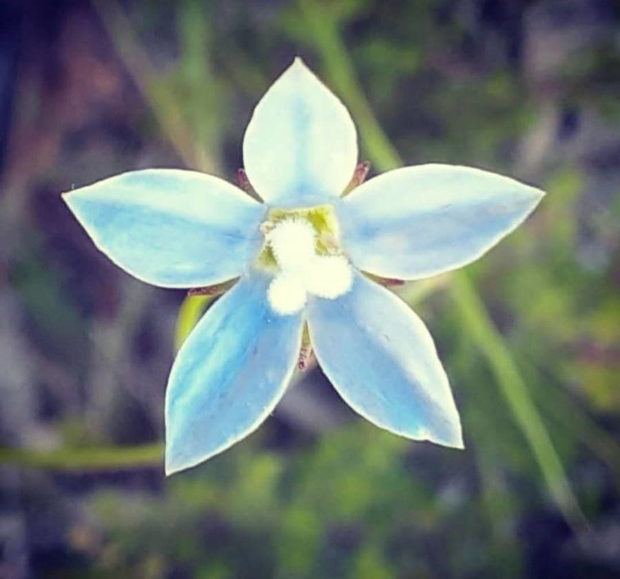 Wahlenbergia stricta 3