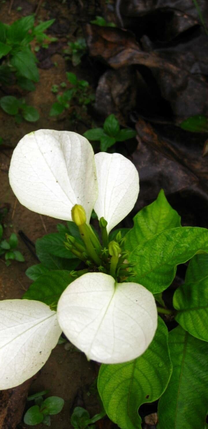 Mussaenda pubescente 3