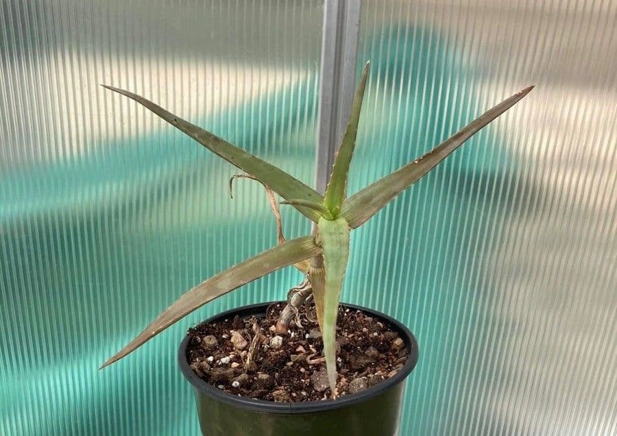 Aloe 6