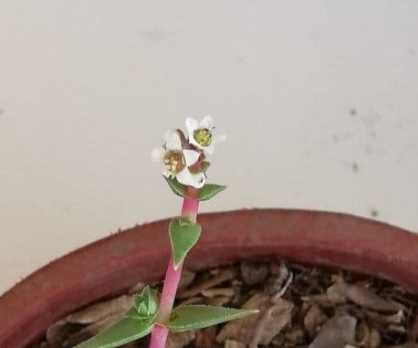 Crassula 10