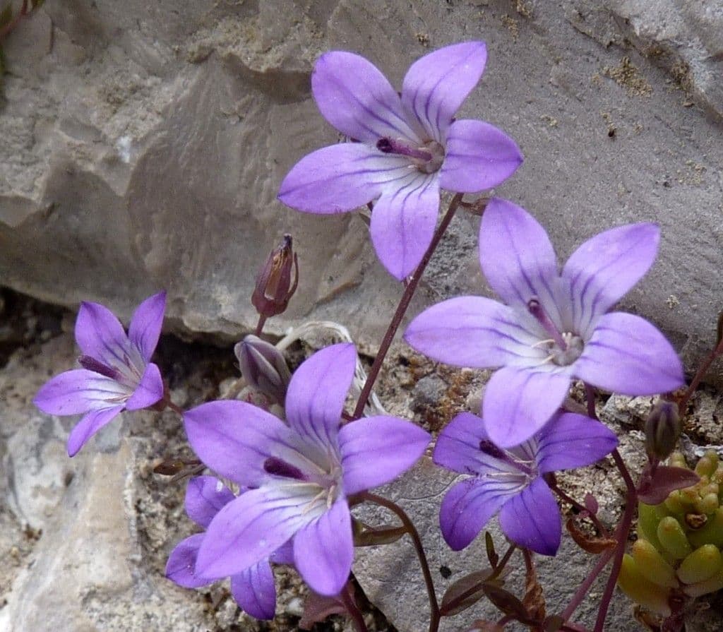 Campanula 4