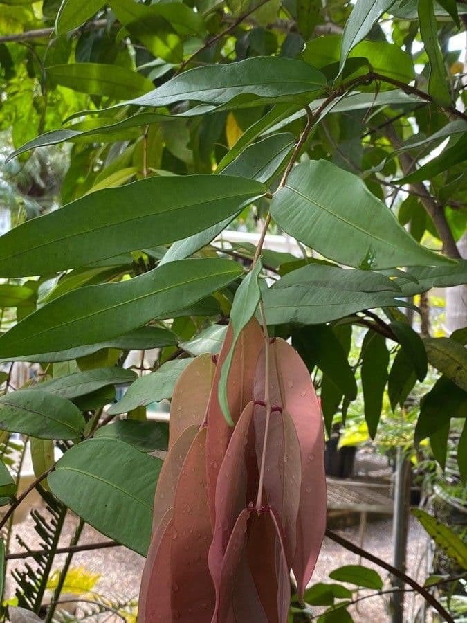 Syzygium 8