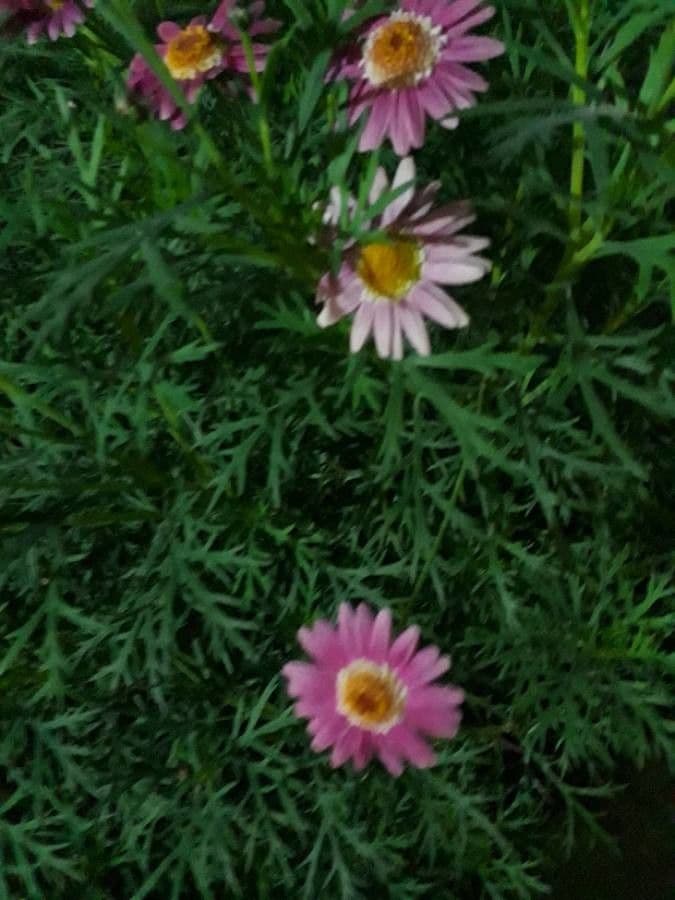 Argyranthemum 27