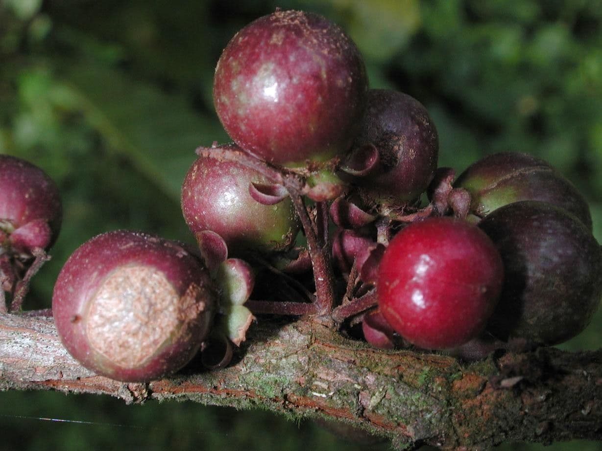 Doliocarpus multiflorus 5
