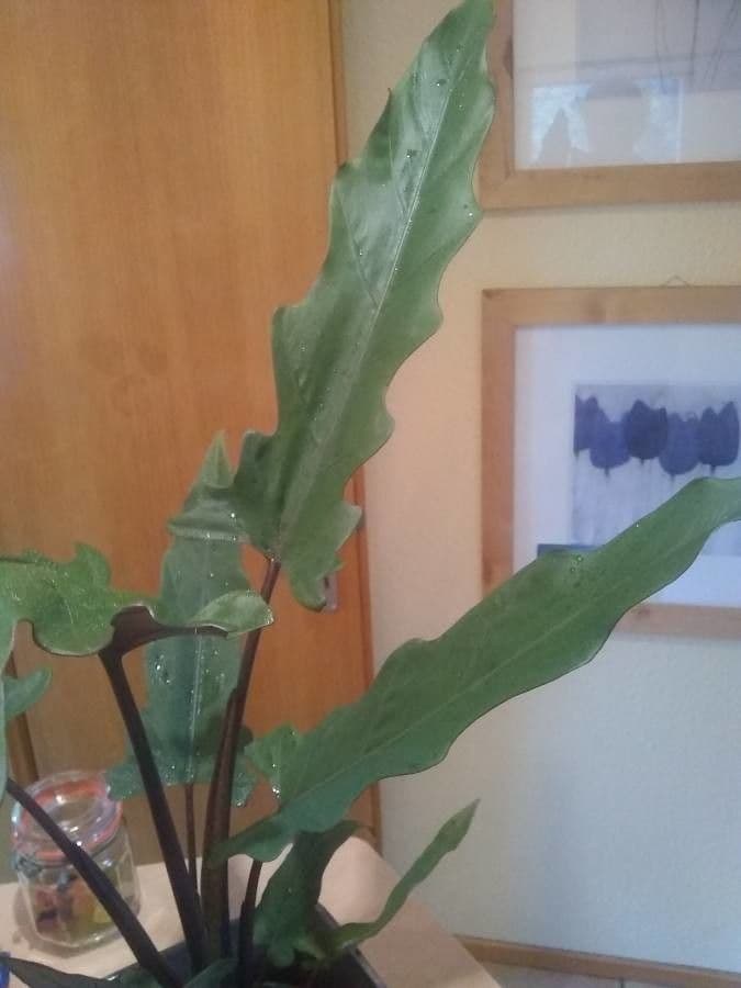Monstera Lauterbacha 4