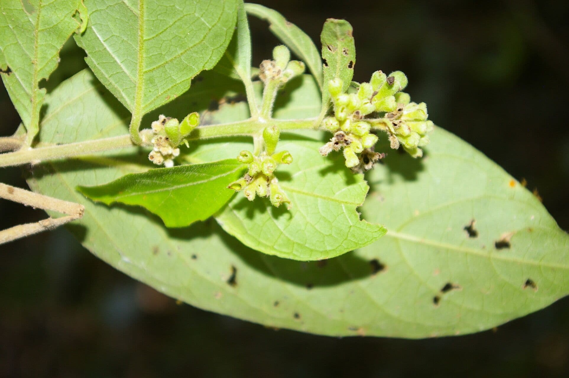 Aegiphila 3