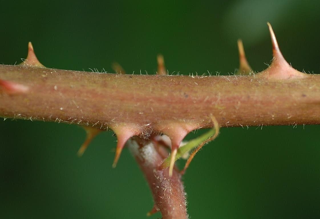Pyramiden-Brombeere 17