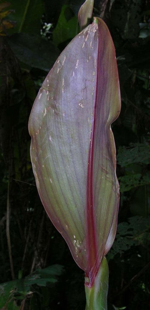 Costus liscio 6