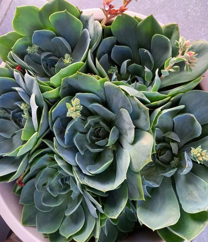Aeonium lancerottense 2