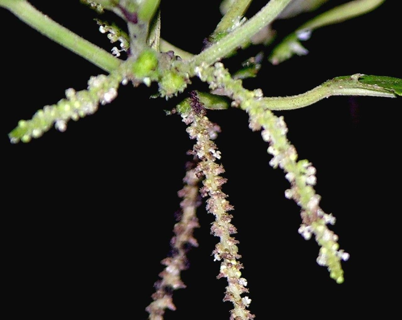 Acalypha diversifolia 7