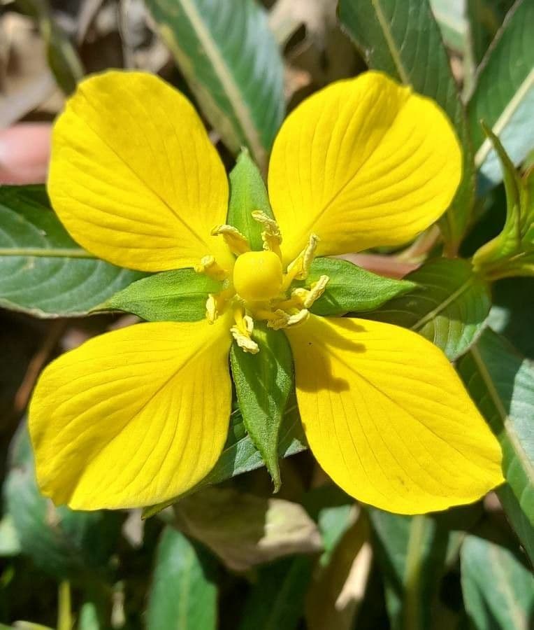Ludwigia elegans 2