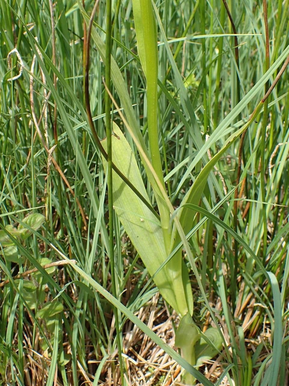 Orchis négligé 23